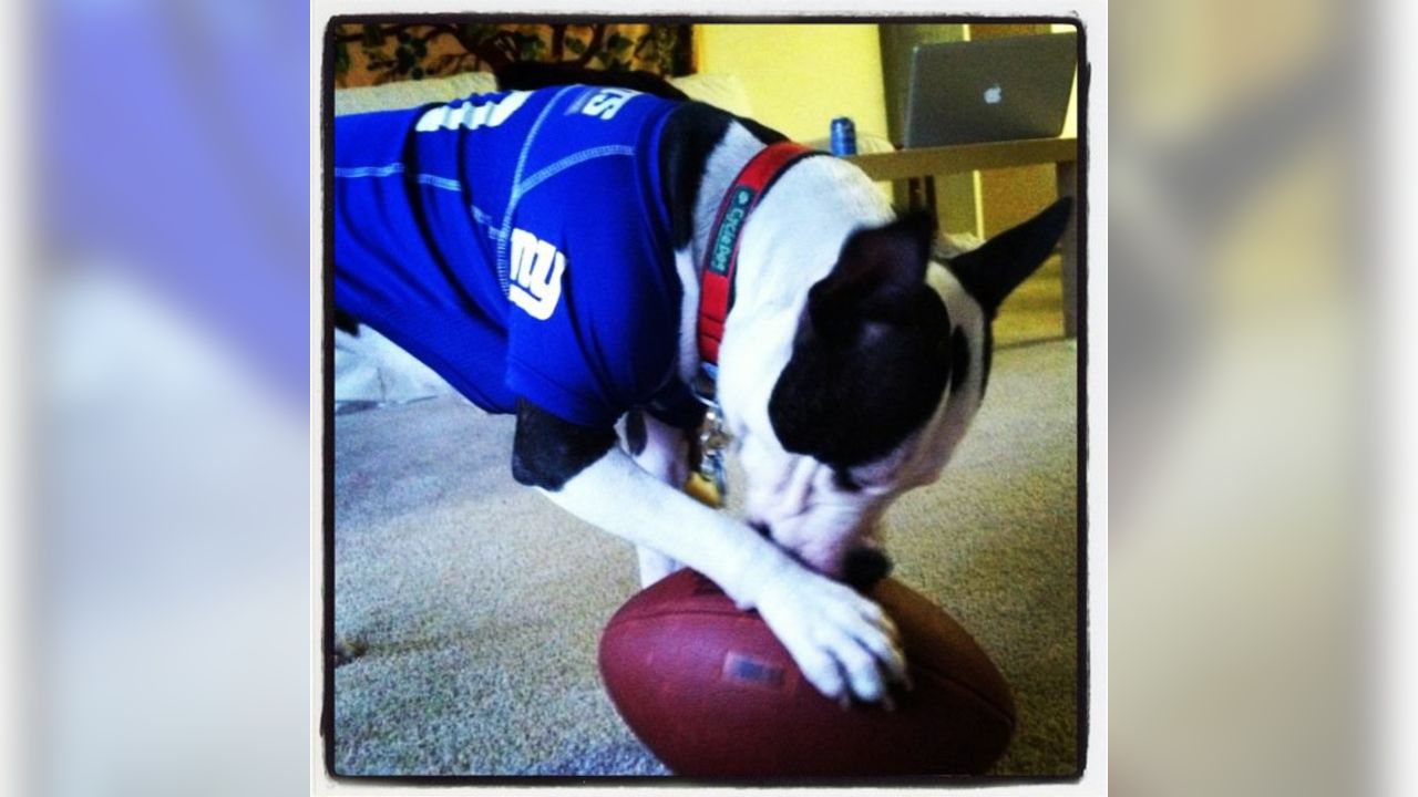 Giants fans submit photos on National Puppy Day