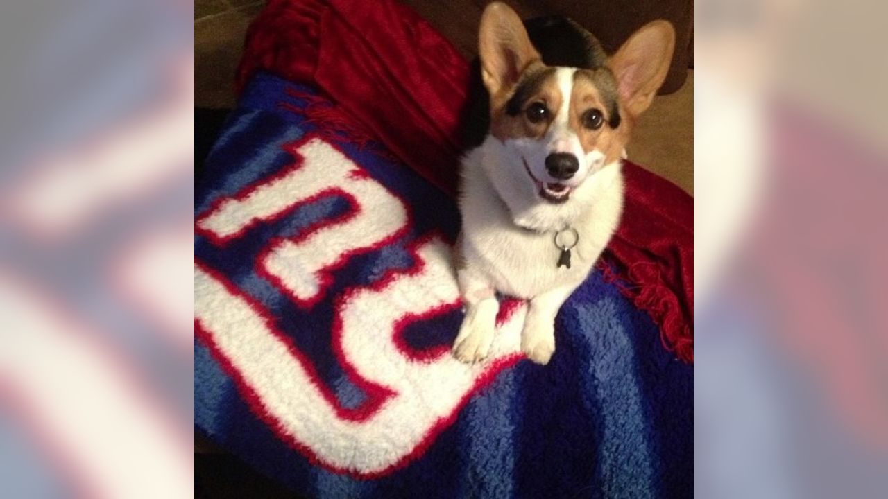 New York Giants on X: Happy #NationalPetDay! 