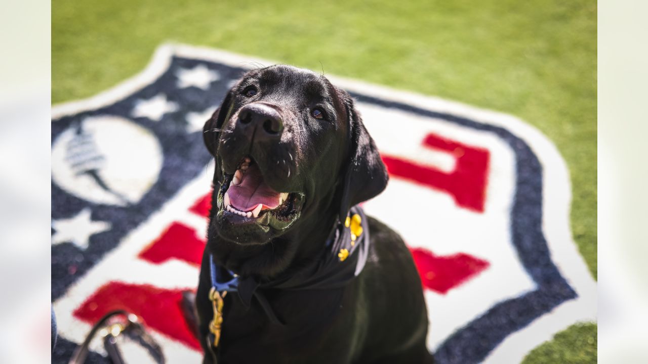 PHOTOS: Commanders team dog Mando earns a bigger job