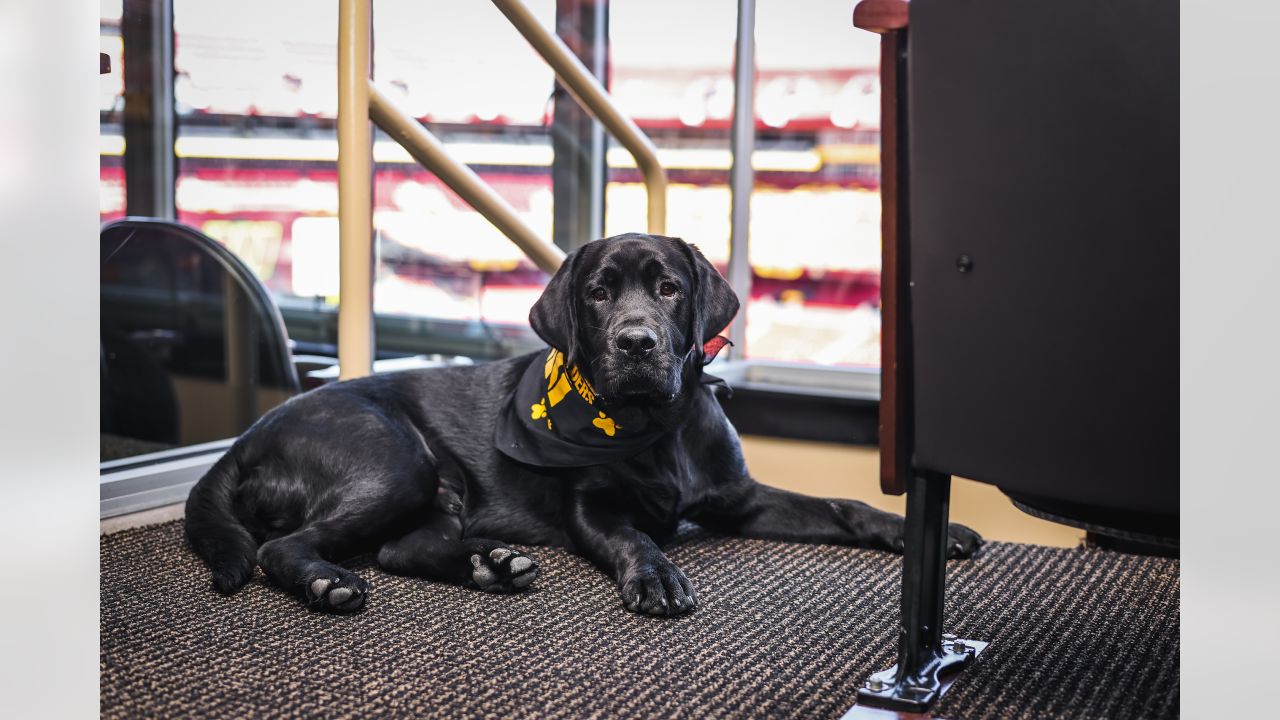 Mando, the Commanders' team dog, is training for a bigger job - The  Washington Post