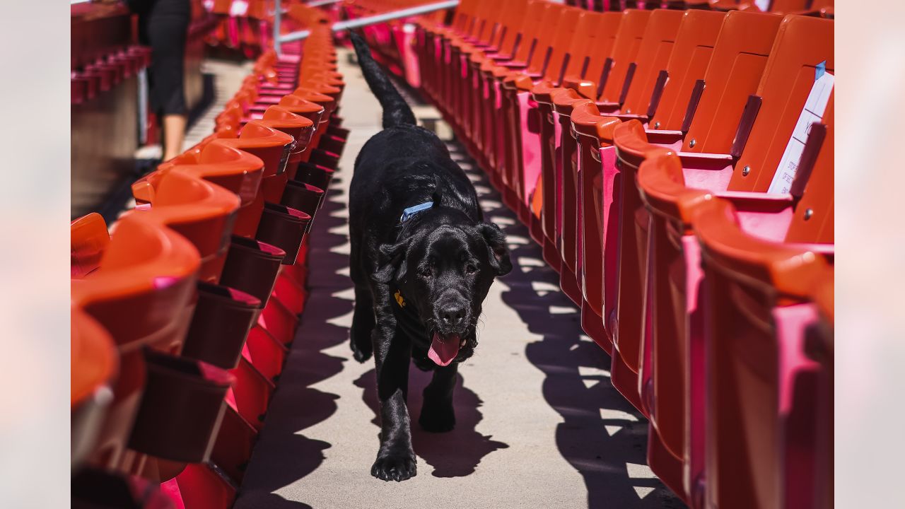 PHOTOS  Team dog Mando has un-fur-gettable season with Commanders