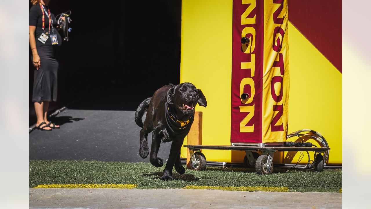 Mando, the Commanders' team dog, is training for a bigger job - The  Washington Post