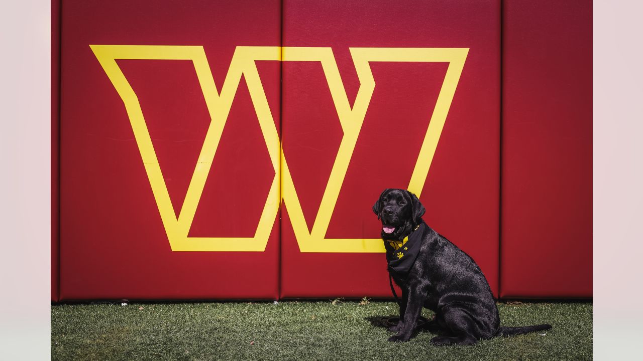 PHOTOS: Commanders team dog Mando earns a bigger job