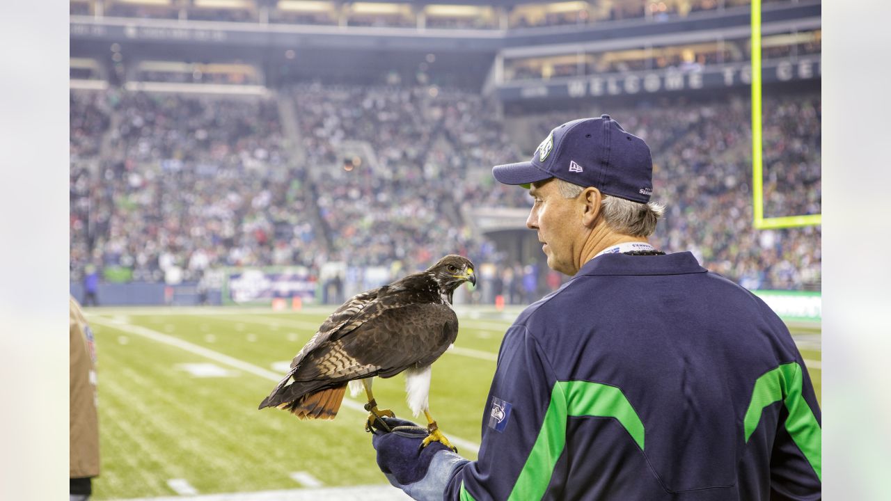 Seattle Seahawks' live mascot lands on fan's head Thursday