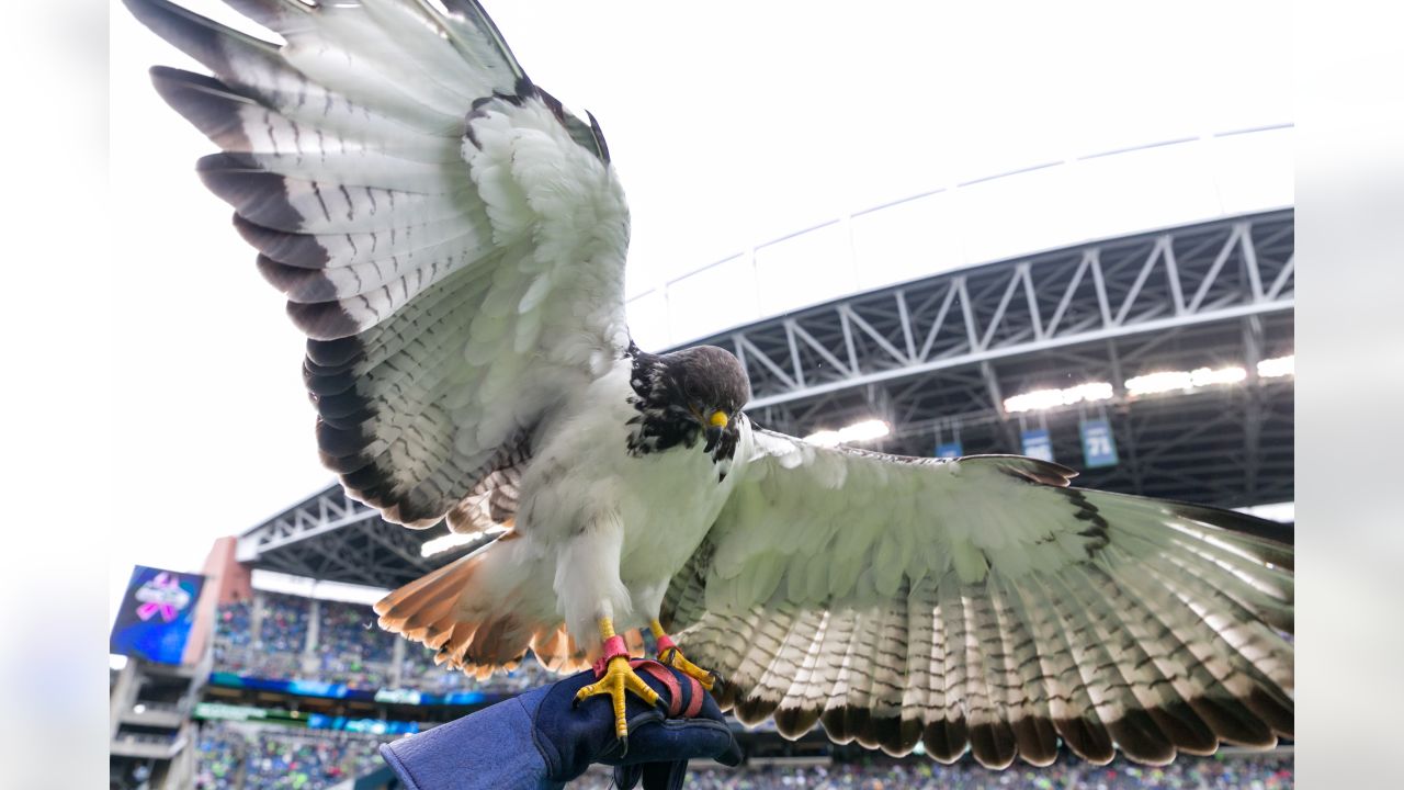 Seahawks mascot cleared for takeoff after surgery at WSU