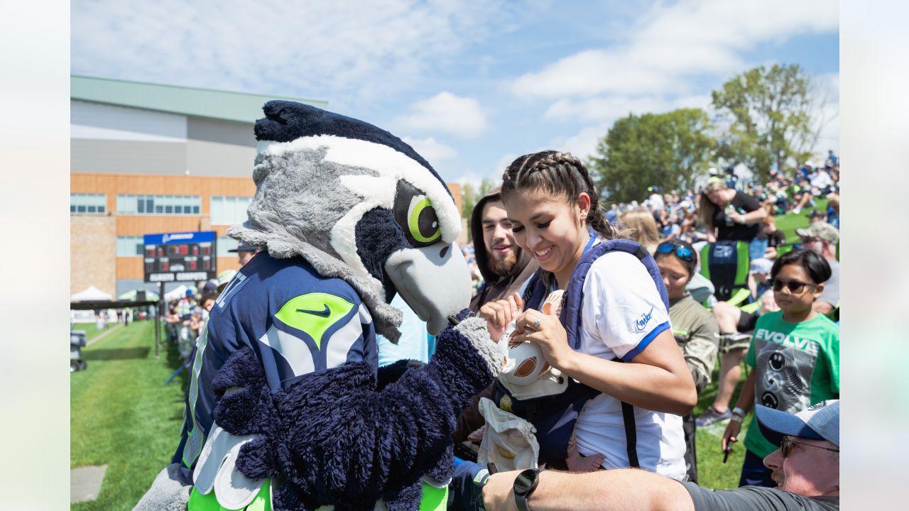 Seattle's live seahawk mascot goes off course before game, lands on fan's  head – KIRO 7 News Seattle