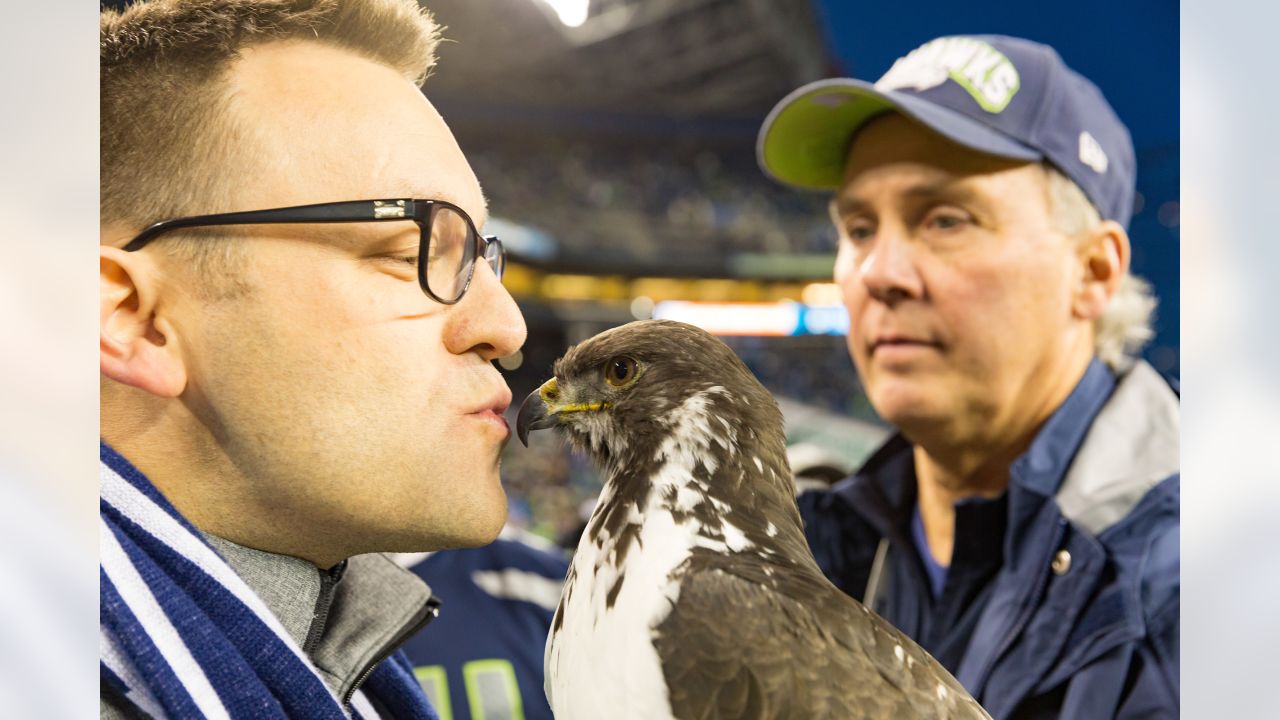 Seahawks' real-life hawk mascot, Taima, flies into the stands and