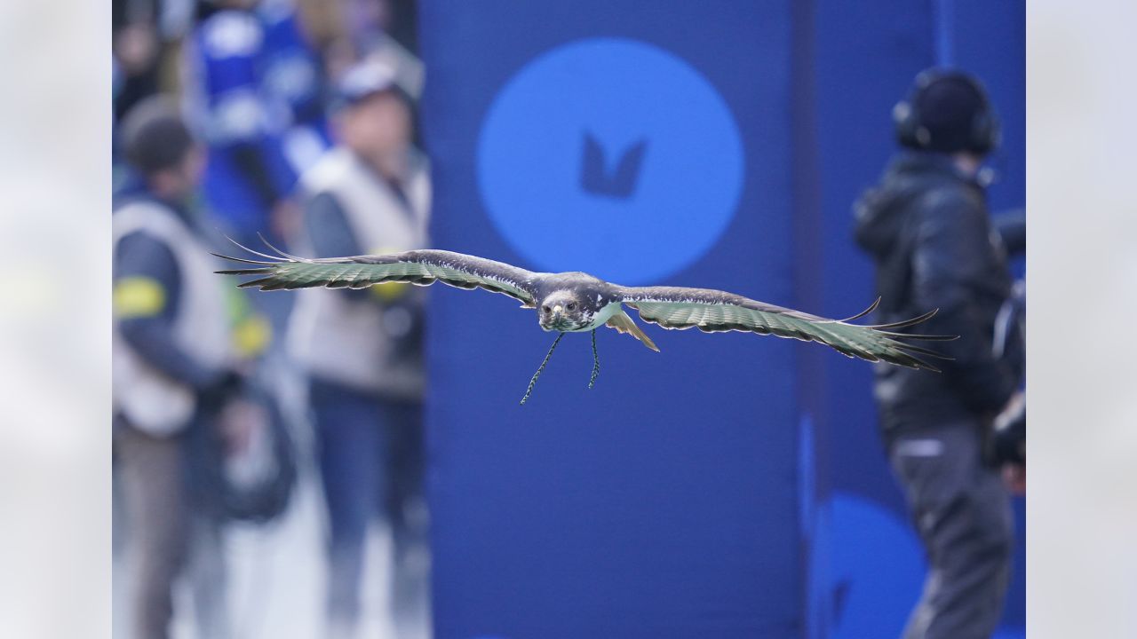 Seahawks mascot Taima recovering after surgery at WSU