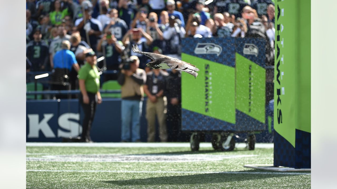 Seahawks mascot Taima recovering after surgery at WSU