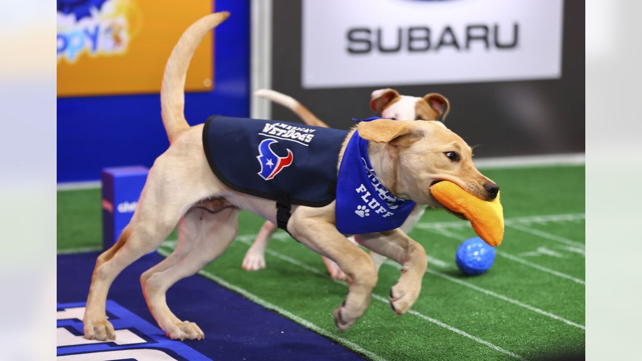 Houston Texans' puppy finally has a name after fan votes