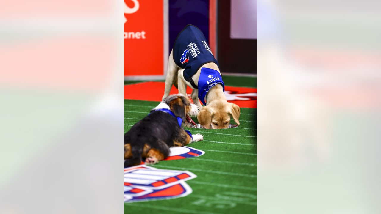 Houston Texans' puppy finally has a name after fan votes