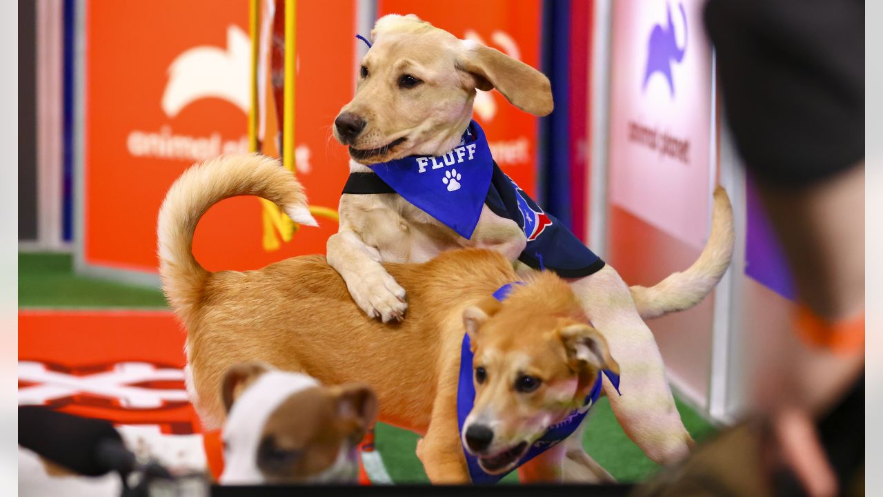 Houston Texans' puppy finally has a name after fan votes