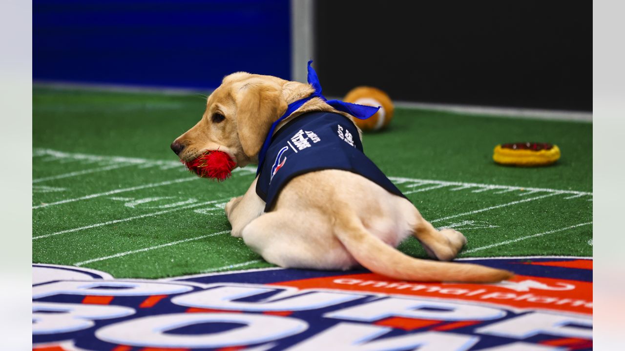 Houston Texans' puppy finally has a name after fan votes