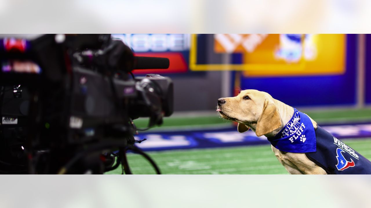 Houston Texans' puppy finally has a name after fan votes