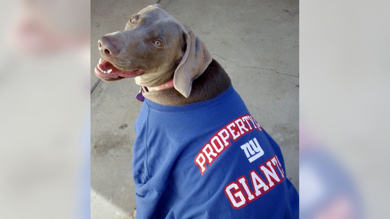 New York Giants on X: Happy #NationalPuppyDay! 