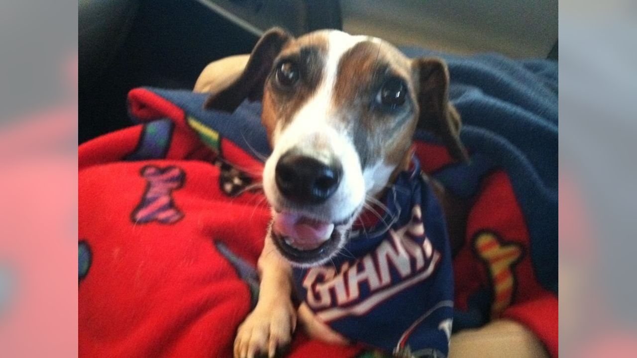 Giants fans submit photos on National Puppy Day