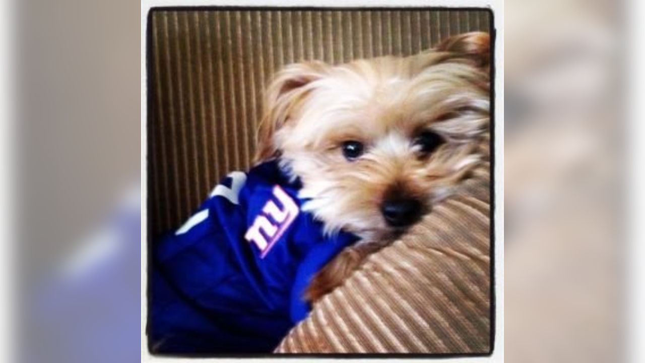 New York Giants on X: Happy #NationalPuppyDay! 