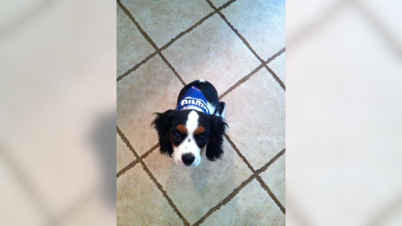 Giants fans submit photos on National Puppy Day