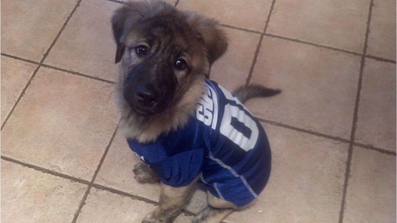 New York Giants on X: It's #NationalPuppyDay 