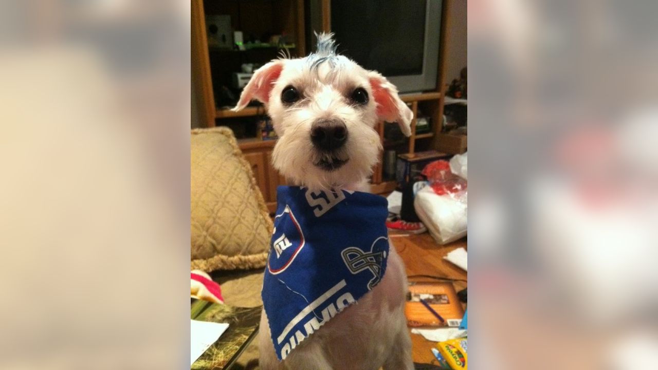 Giants fans submit photos on National Puppy Day