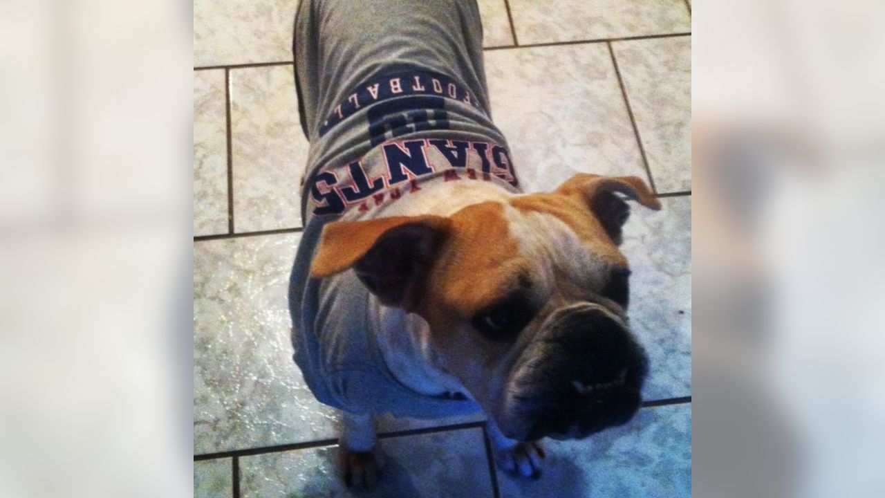 Giants Fan  Bulldog, Bulldog puppies, English bulldog puppy