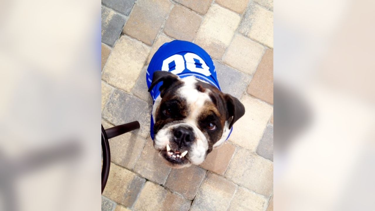 New York Giants on X: Happy #NationalPetDay! 