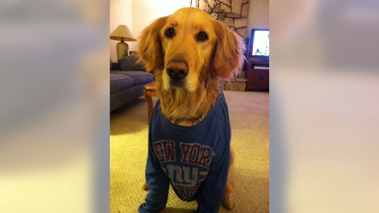 Giants fans submit photos on National Puppy Day