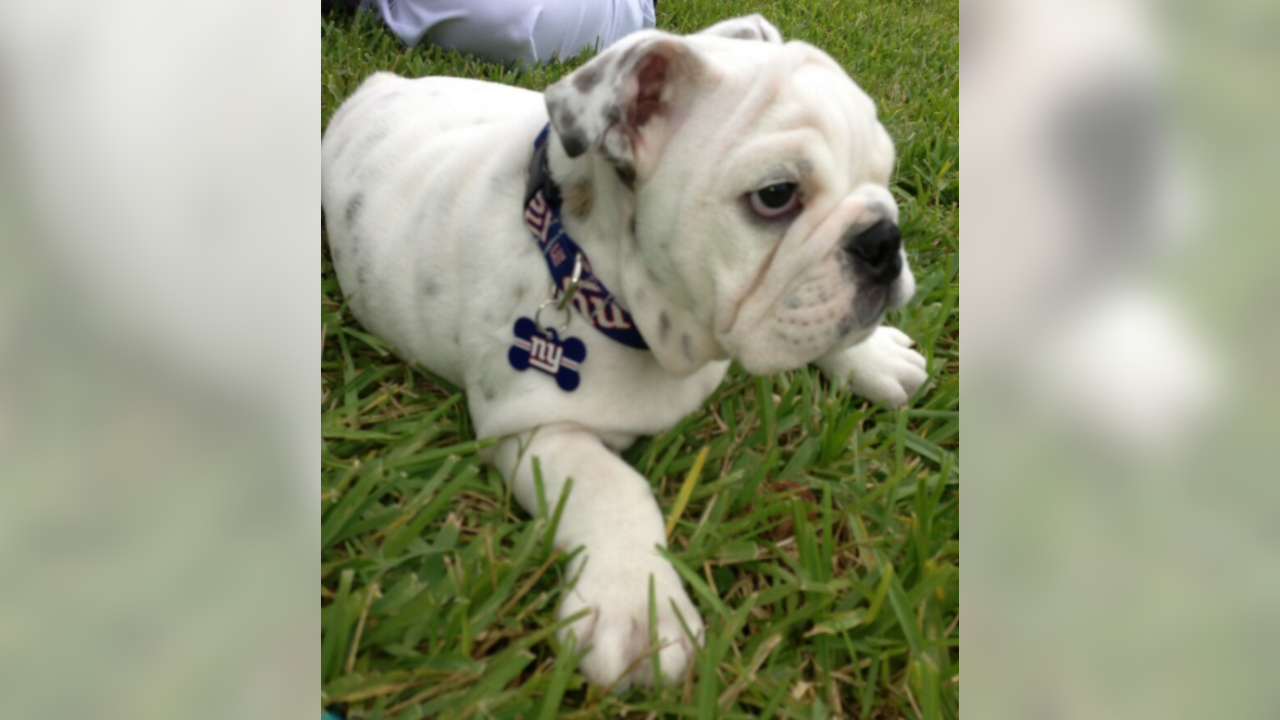 Giants Fan  Bulldog, Bulldog puppies, English bulldog puppy