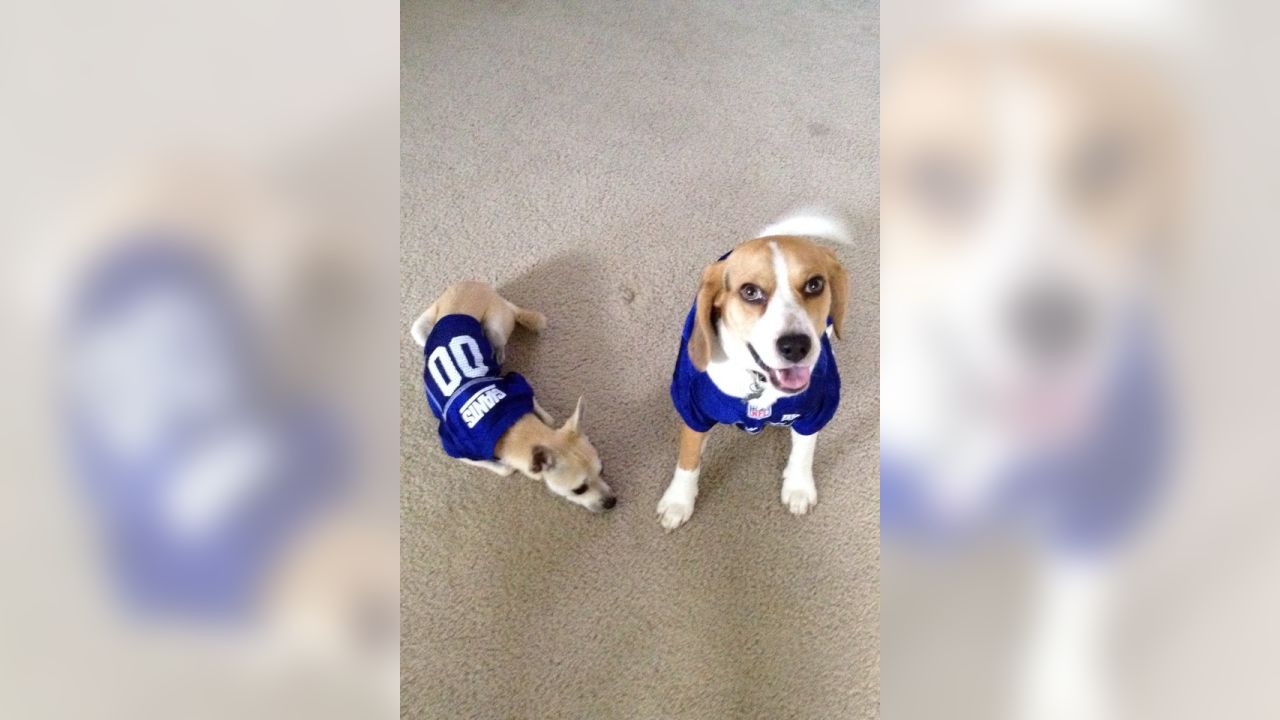 Giants fans submit photos on National Puppy Day