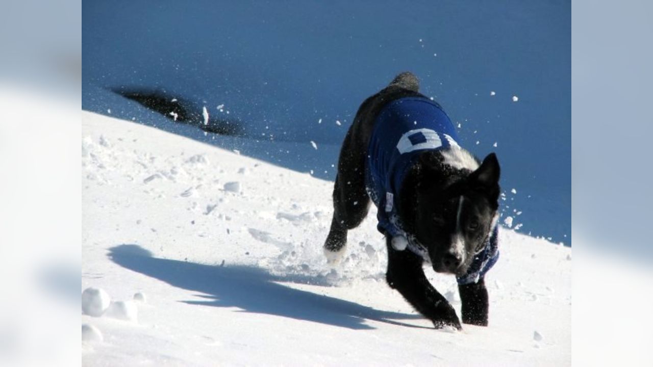 Giants fans submit photos on National Puppy Day