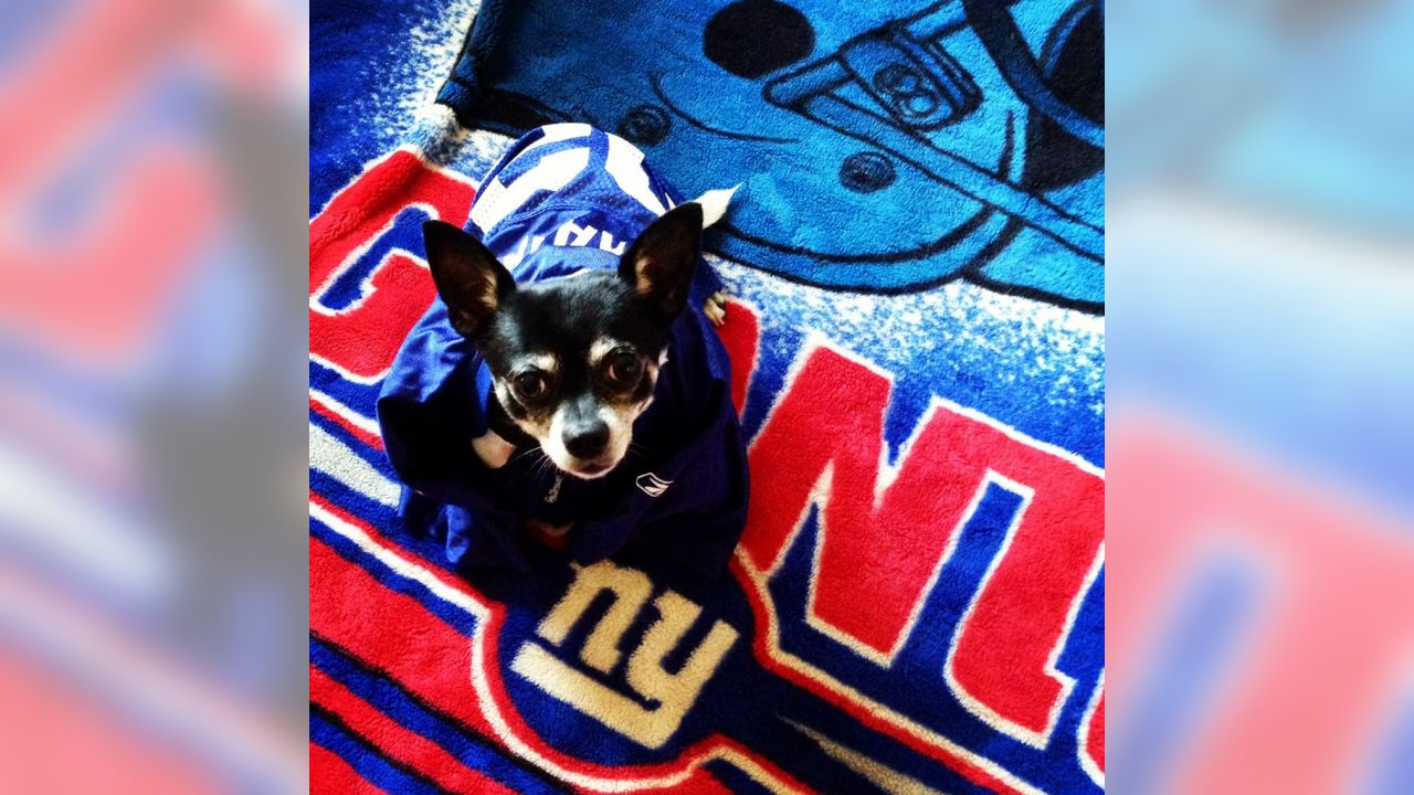 New York Giants on X: Happy #NationalPuppyDay! 