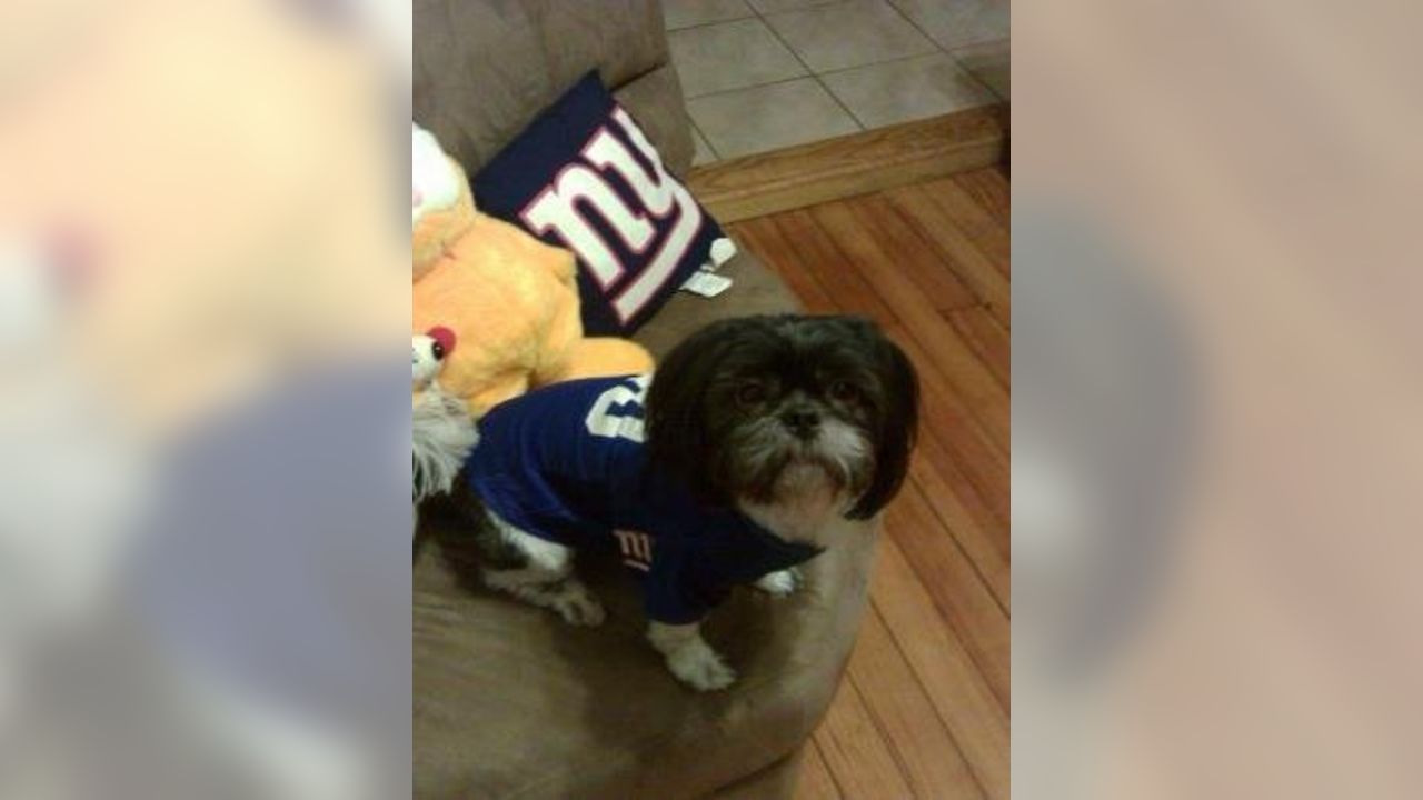 Giants fans submit photos on National Puppy Day