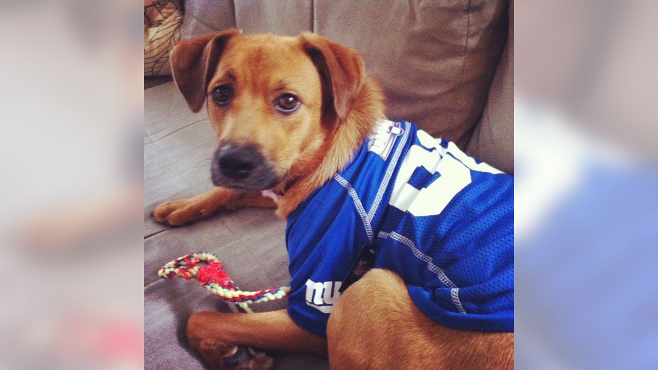 Giants fans submit photos on National Puppy Day