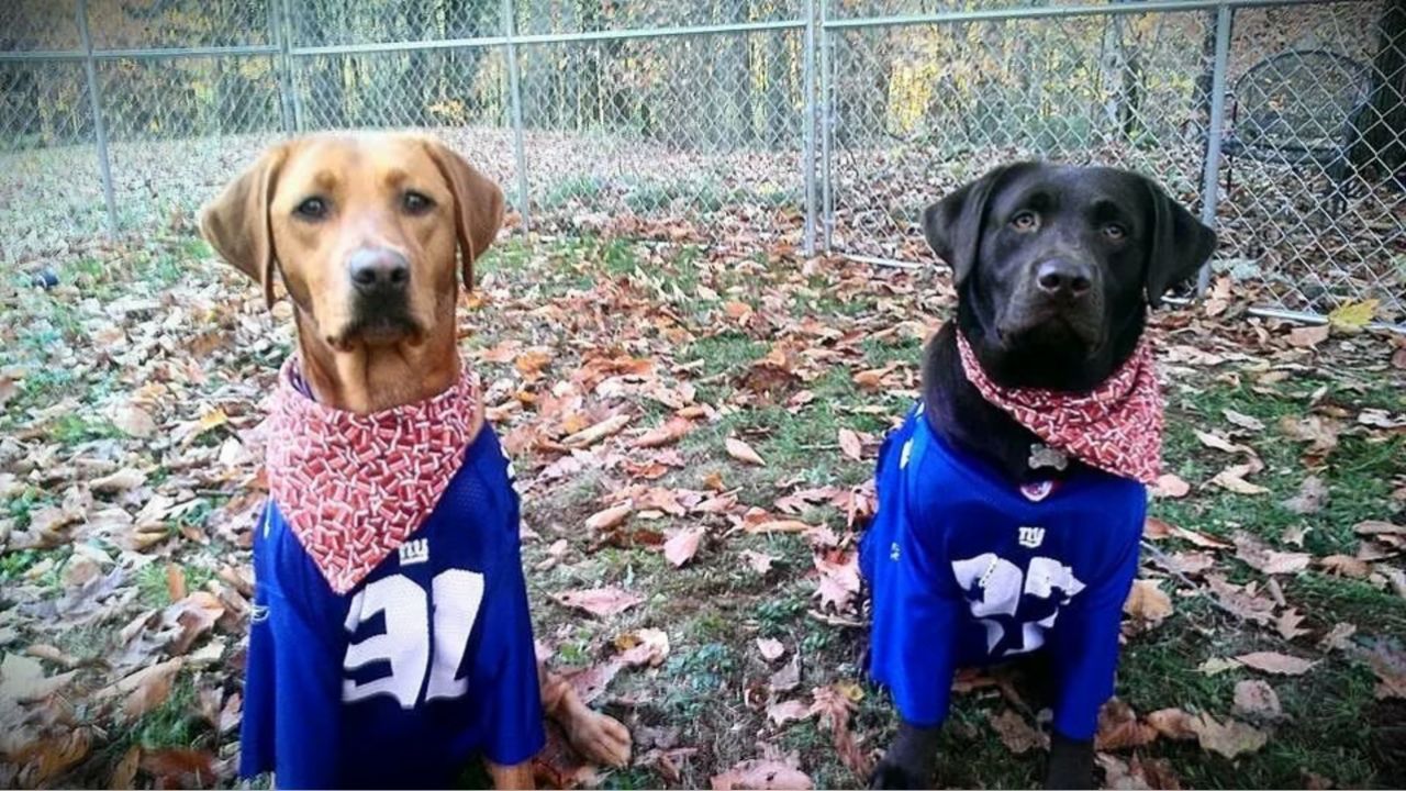 New York Giants on X: Happy #NationalPetDay! 