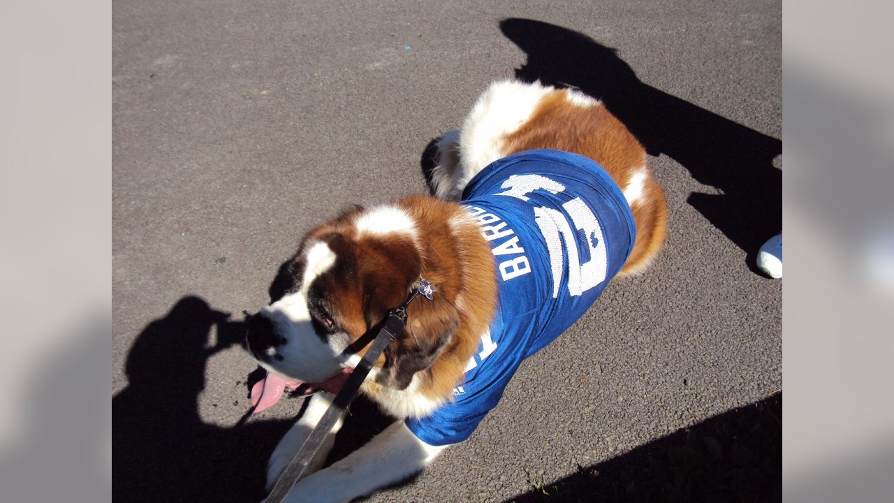 Giants fans submit photos on National Puppy Day