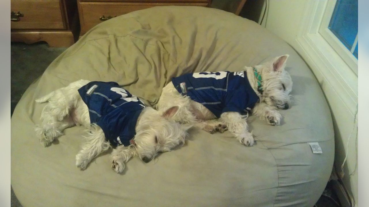 New York Giants on X: Happy #NationalPuppyDay! 