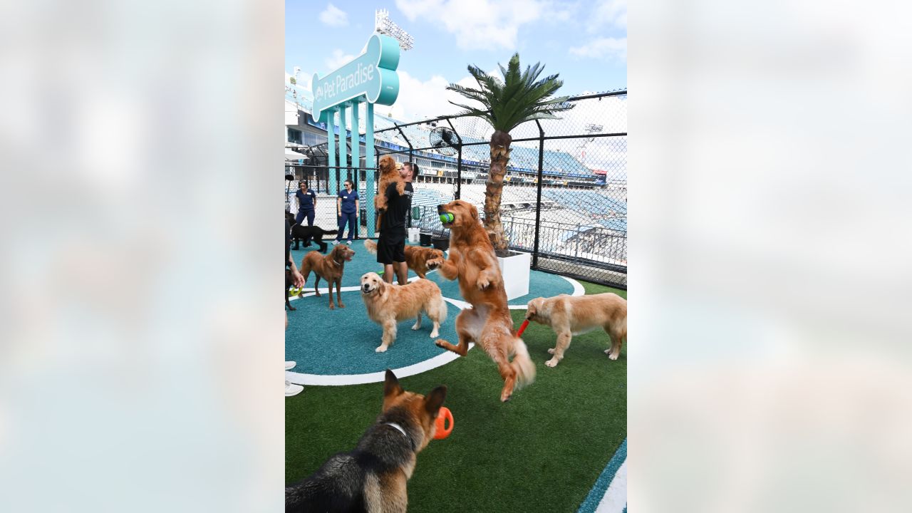 FIRST LOOK: Pet Paradise Dog Park at TIAA Bank Field