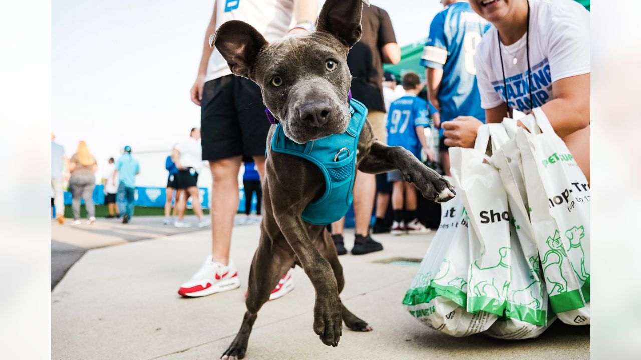 Pet Supplies Plus hosts dog adoption day at Lions training camp