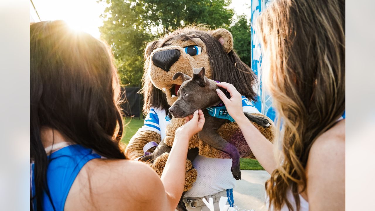 Pet Supplies Plus hosts dog adoption day at Lions training camp