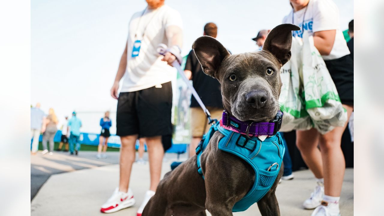 Detroit Lions on X: It's National Pet Day! Show us a pic of your pet in  their #Lions gear for a chance to win a @petsuppliesplus gift card! 