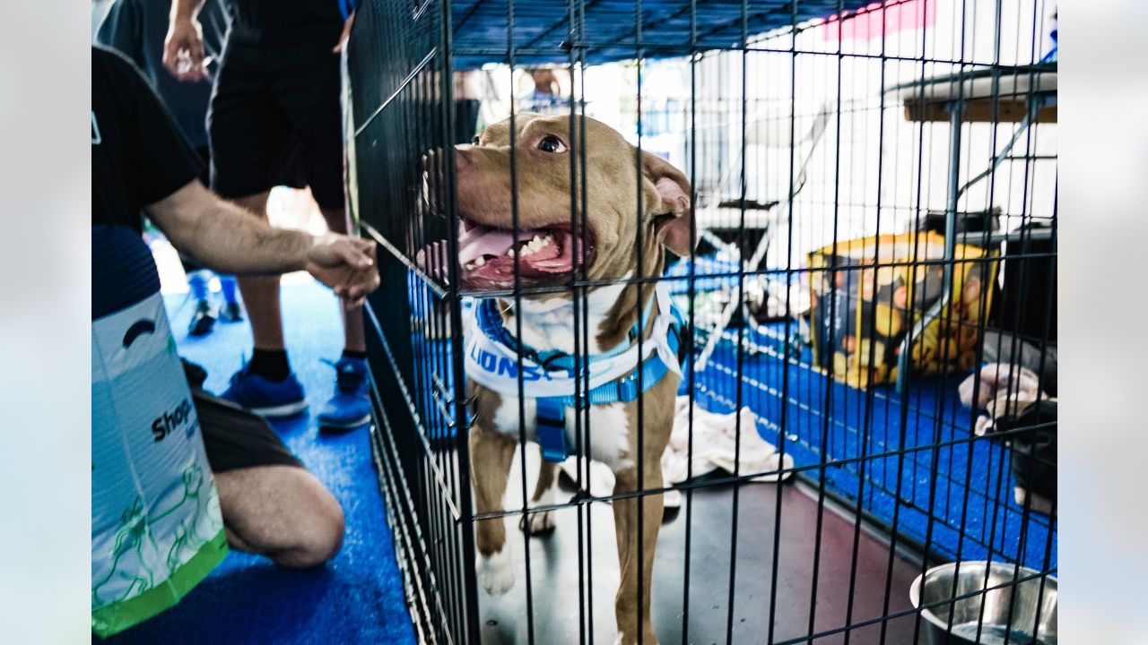 Detroit Lions on X: It's National Pet Day! Show us a pic of your pet in  their #Lions gear for a chance to win a @petsuppliesplus gift card!   / X