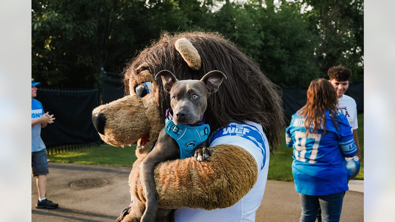 Detroit Lions on X: It's National Pet Day! Show us a pic of your pet in  their #Lions gear for a chance to win a @petsuppliesplus gift card! 