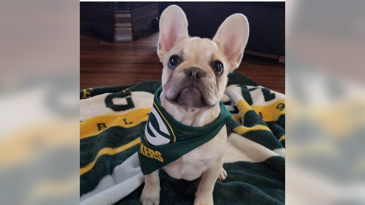 That Dood Squad dogs show off their Packers pride in Instagram photo