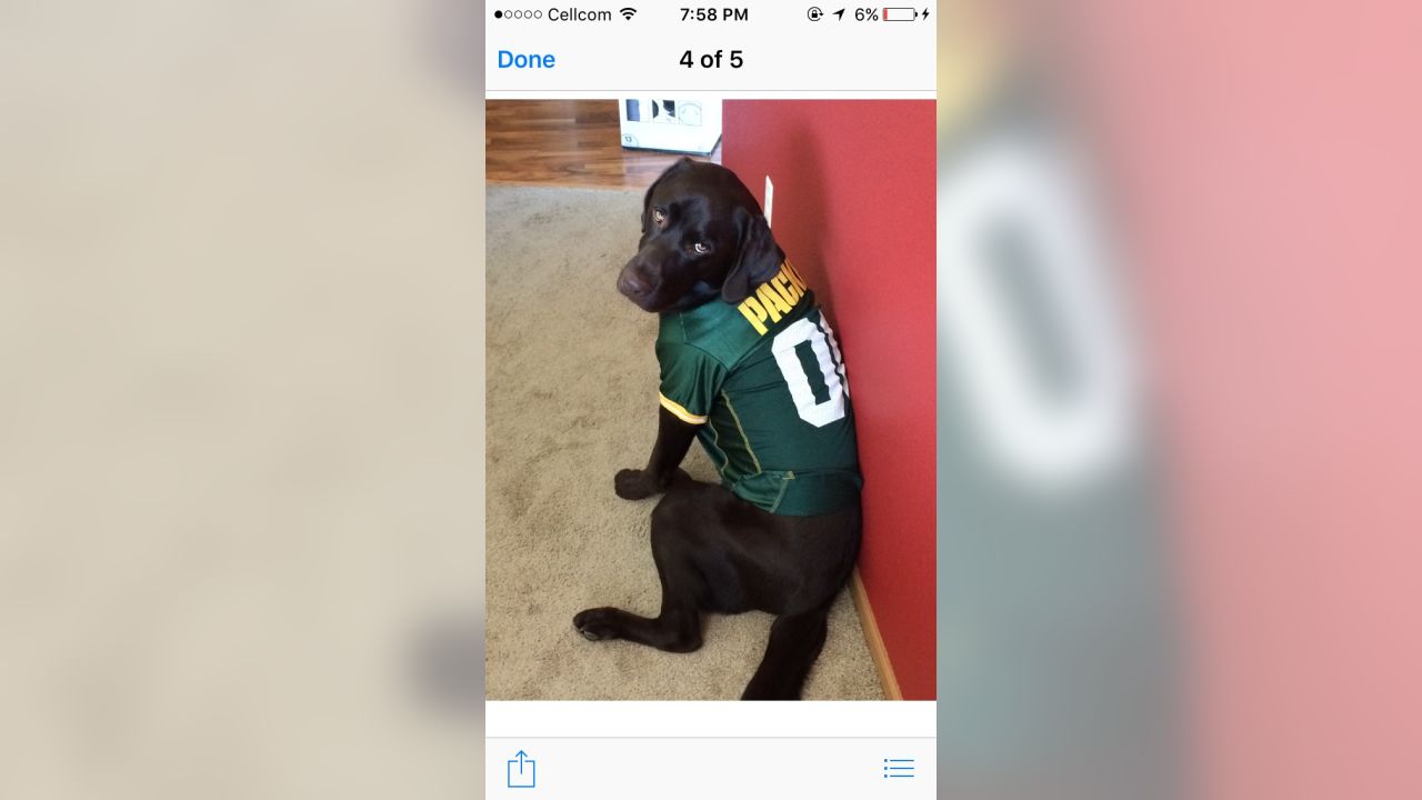 Green Bay Packers sports pet supplies for dogs