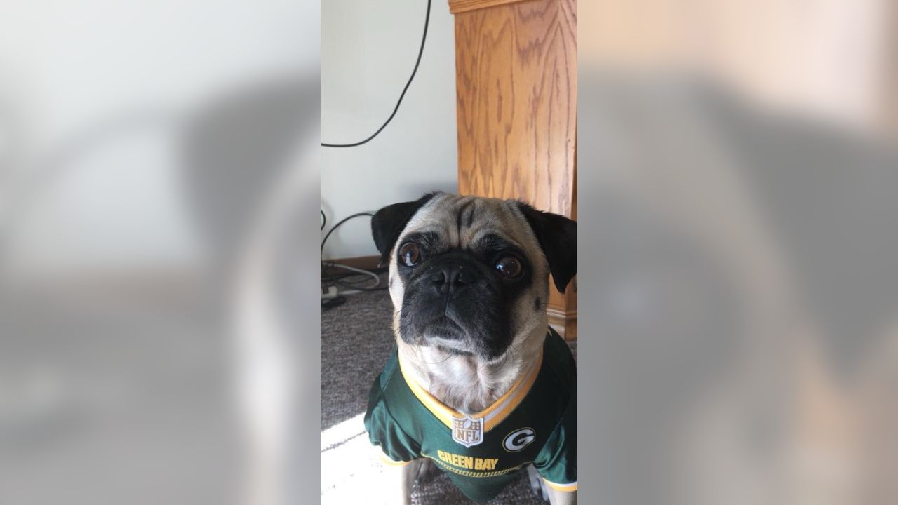 Packer pug  Green bay packers dog, Dog jersey, Pug pictures