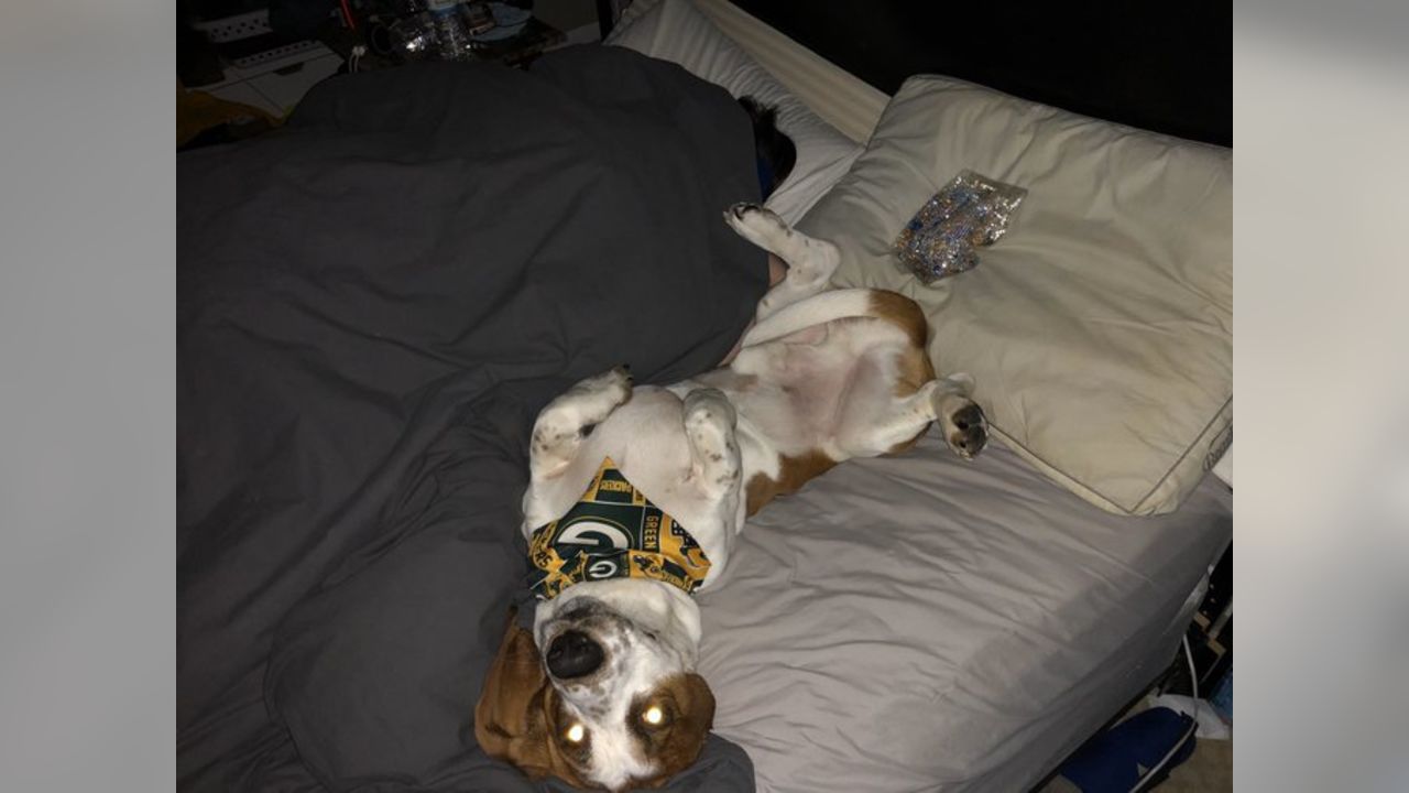 Packers fans celebrate 'National Love Your Pet Day'