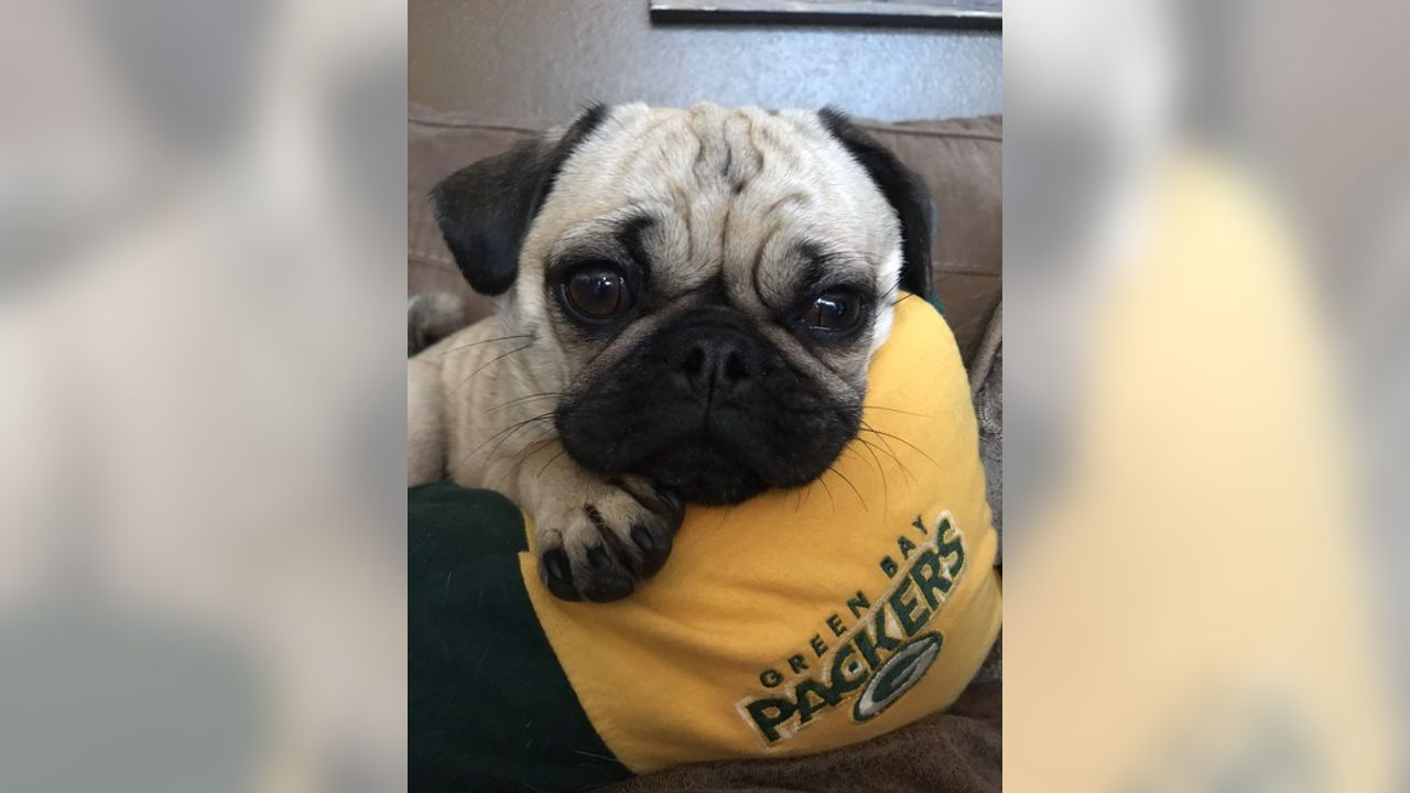 Packers fans celebrate 'National Love Your Pet Day'