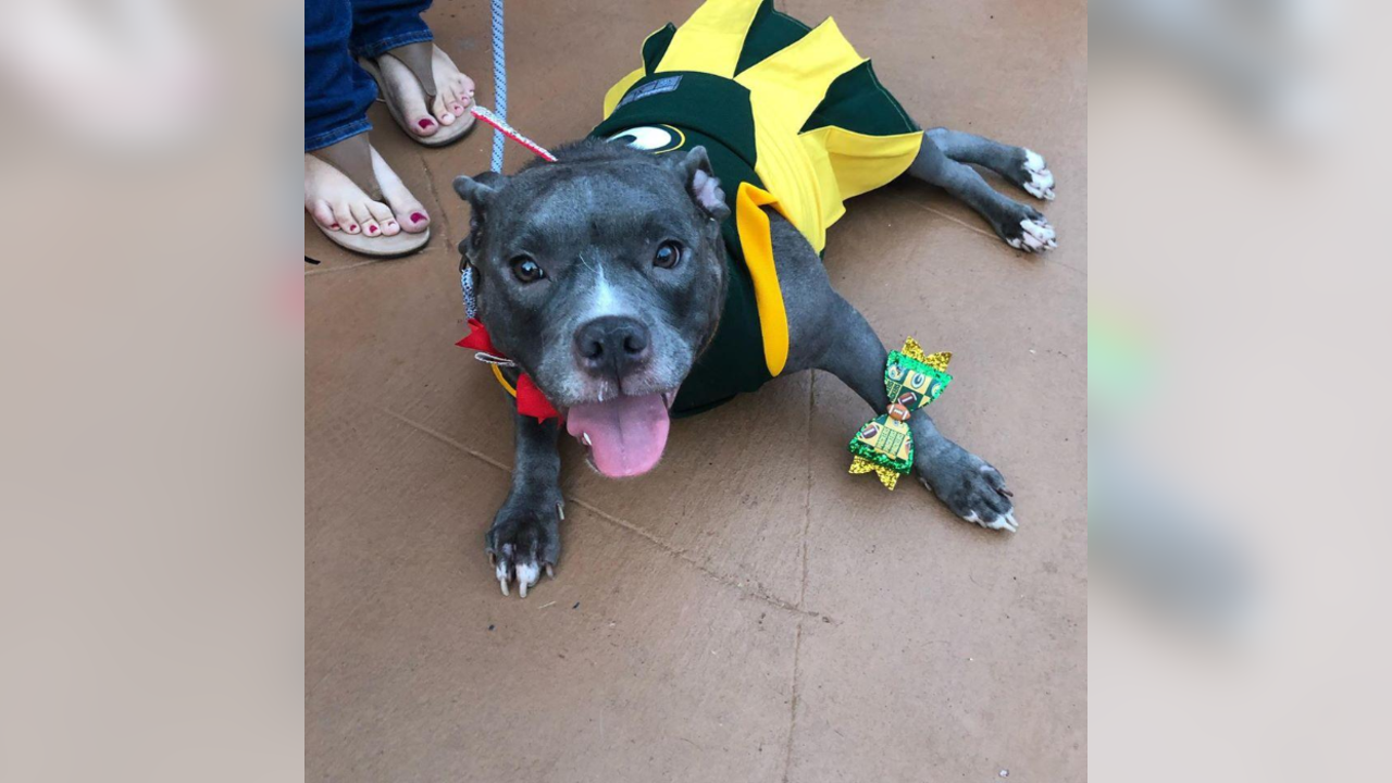 Packers fans celebrate 'National Love Your Pet Day'