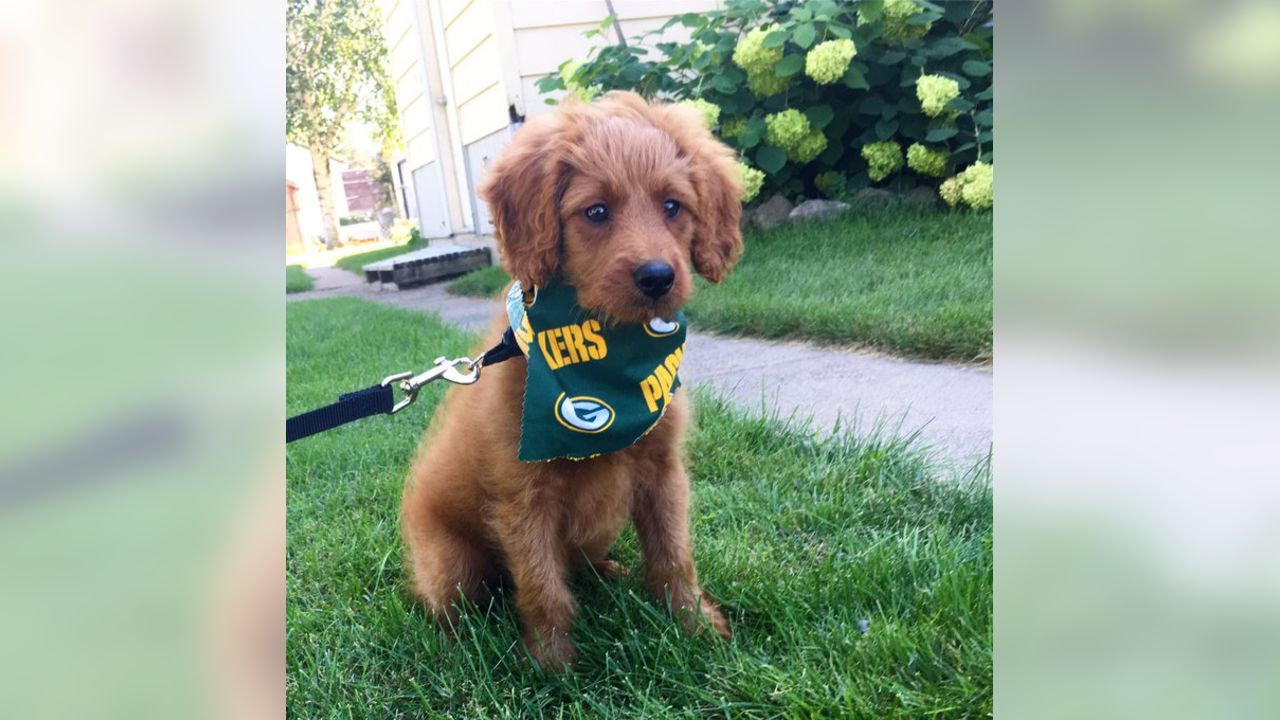 Packers fans celebrate 'National Love Your Pet Day'