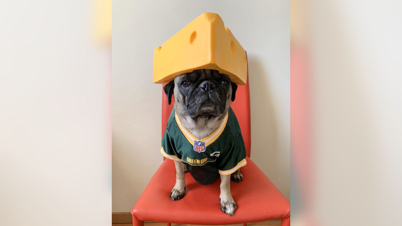 Packer pug  Green bay packers dog, Dog jersey, Pug pictures